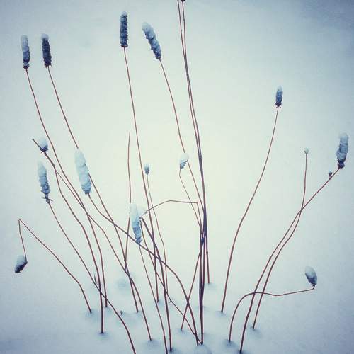 Photo #11595994