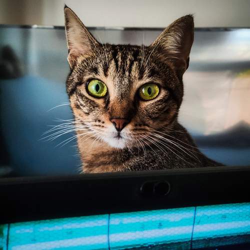 Supervisor Cat