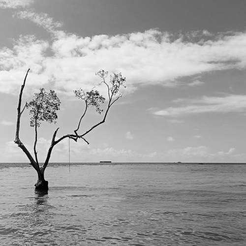 Lone Tree