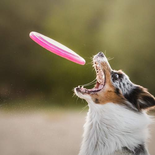 Tofu the border collie