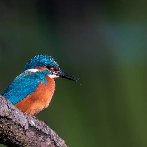Зимородок - Alcedo atthis