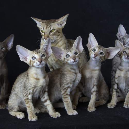 Фотография #11597595