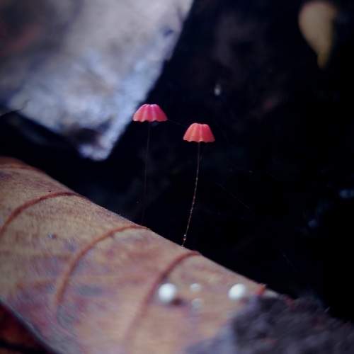 Photo #11597666