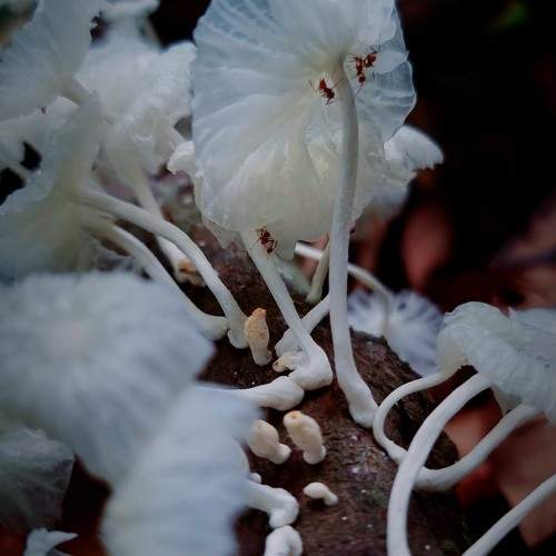 Photo #11597667