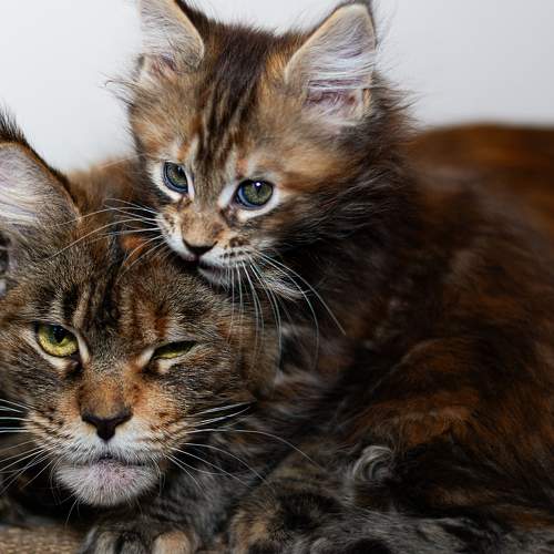 Photo #11598494