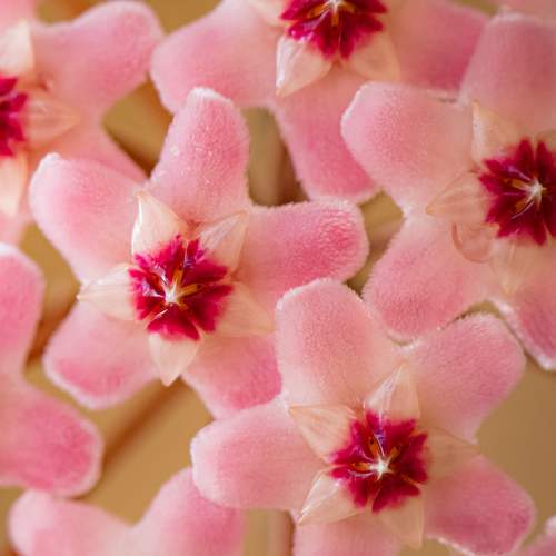 Photo #11598540