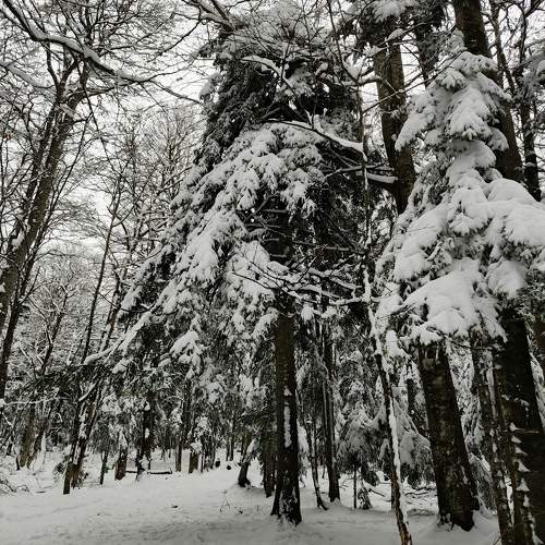 Photo #11599325