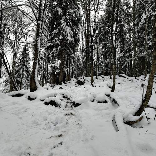 Photo #11599326