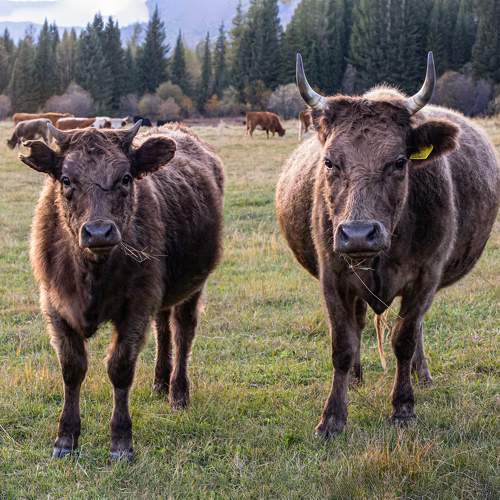 Фотография #11599683