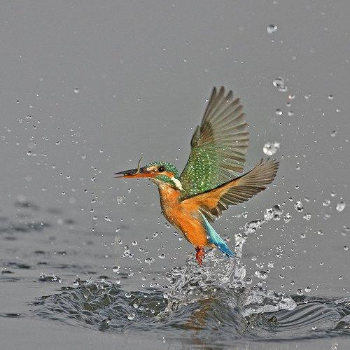Faster - Fastes  Diver