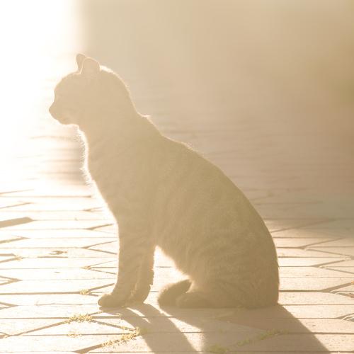 In the rays of winter sun...