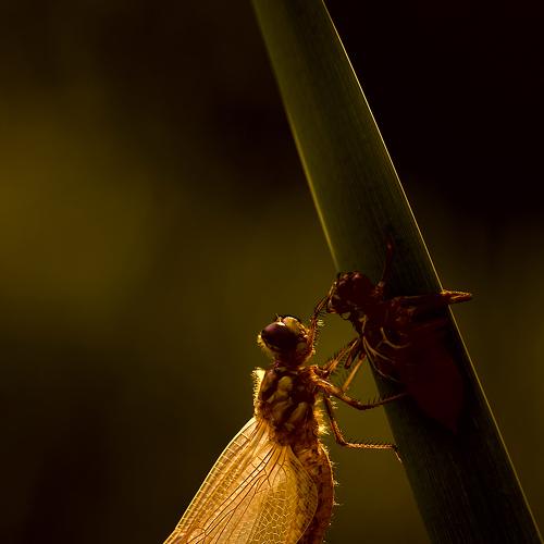 Таинство рождения.