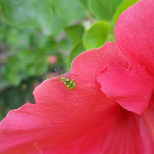 Diabrotica speciosa and the hibiscus flower.