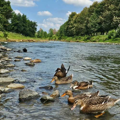 Photo #11600471