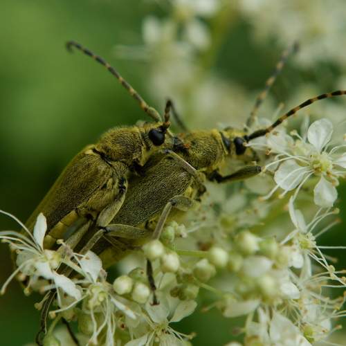 Photo #11600796