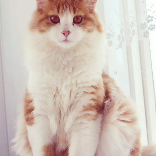 Photo #11600965