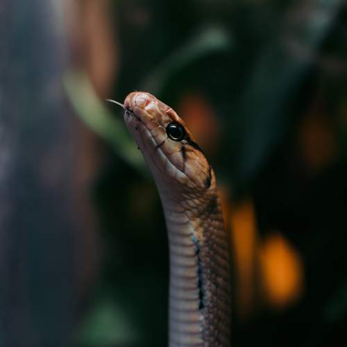 Photo #11601059