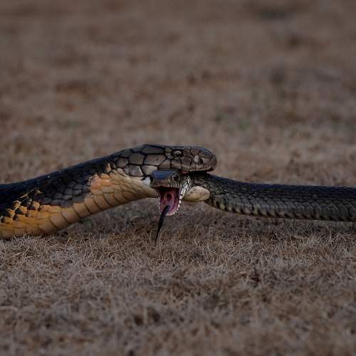 Photo #11601115