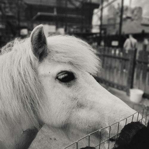 Photo #11601230