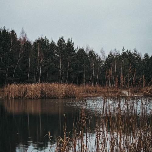 Photo #11601584
