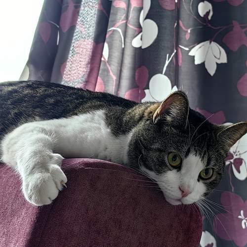 Photo #11601762