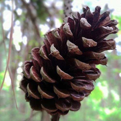 Photo #11603232