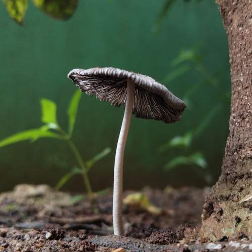 Photo #11603823