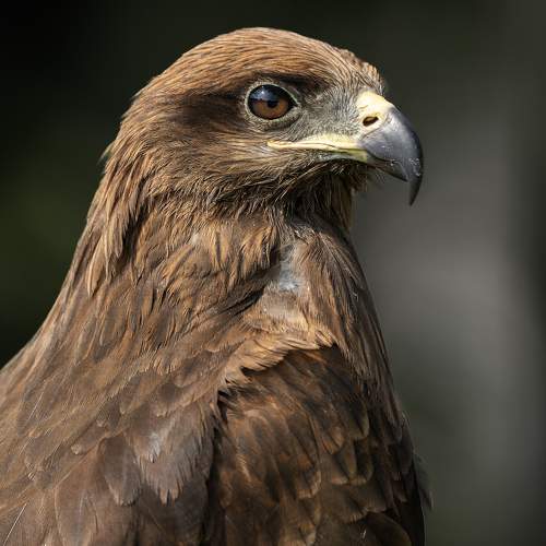 Amber Eyed Sentinel