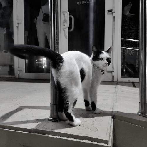Photo #11608127