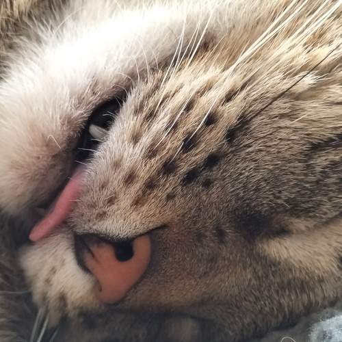 Photo #11610116