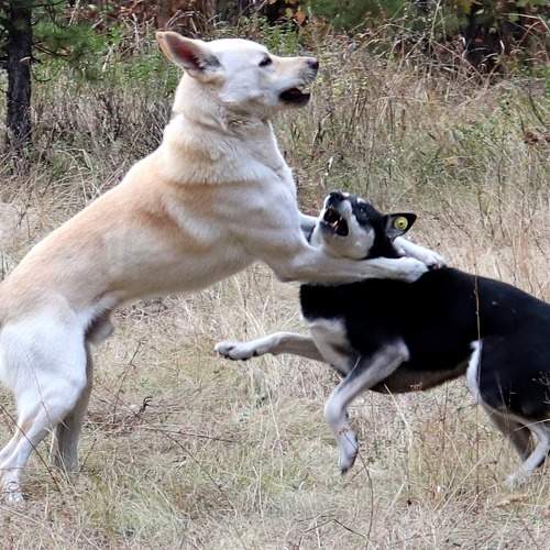 Photo #11610530