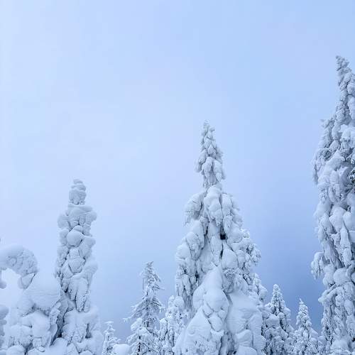 Photo #11611005