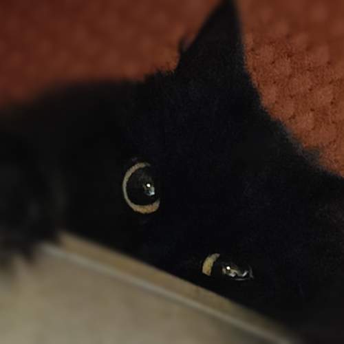 Photo #11611150