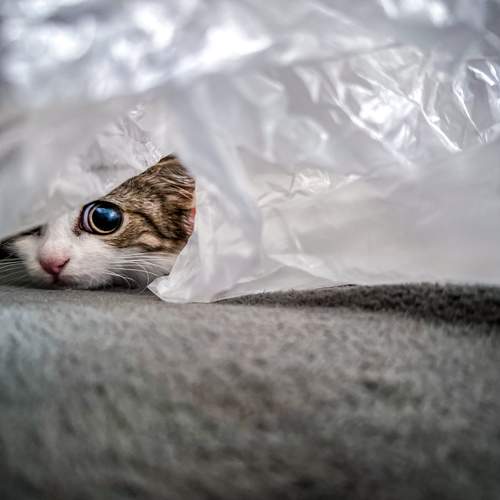 Photo #11611587