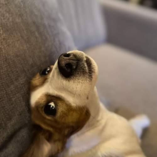 Photo #11612217