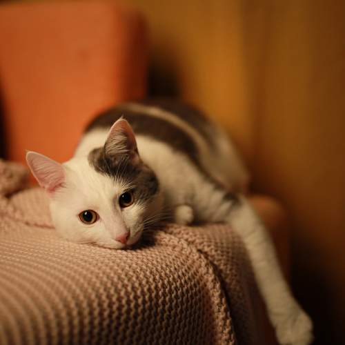 Photo #11613150