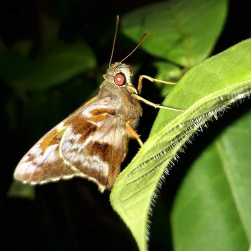 Photo #11613618