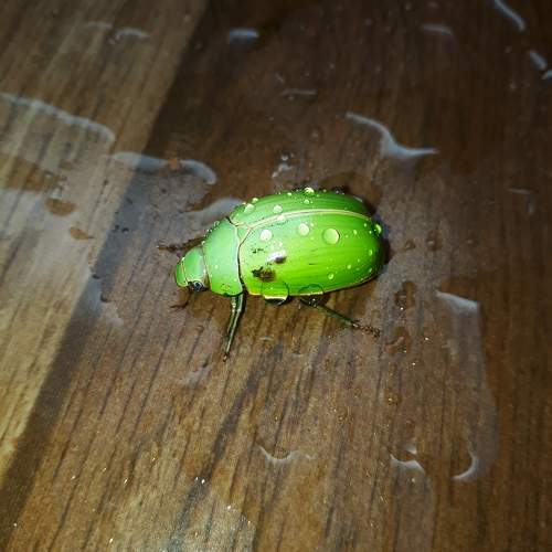 Photo #11613621