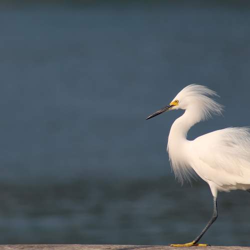Elegância