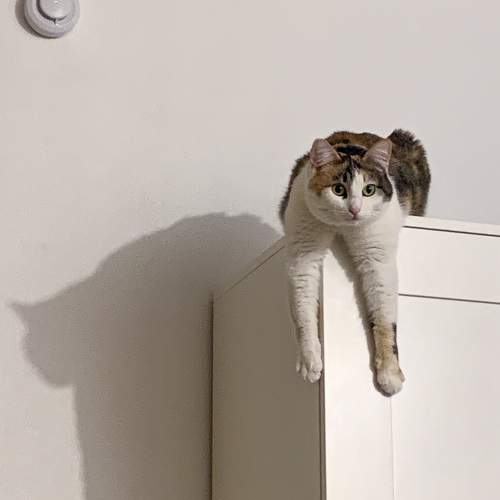 Photo #11615501