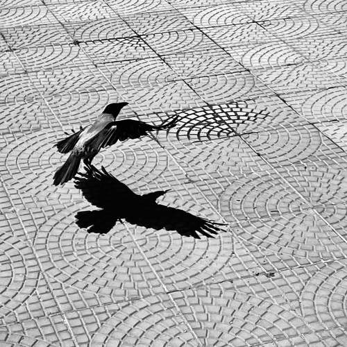 Photo #11616024