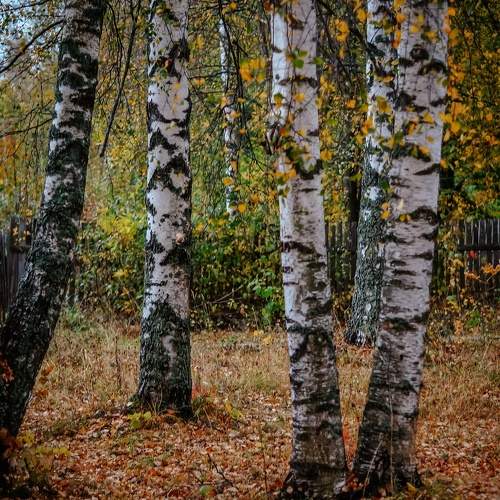 Photo #11616133