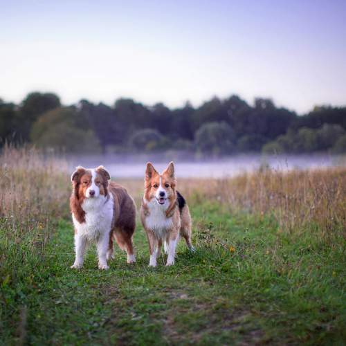Photo #11616821