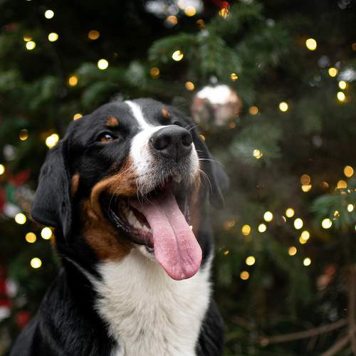 Photo #11616839
