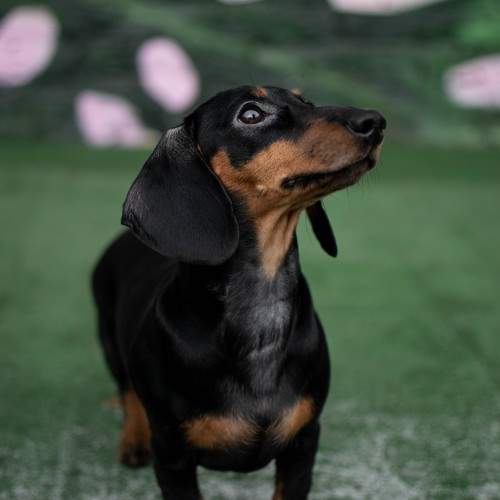 Photo #11616844