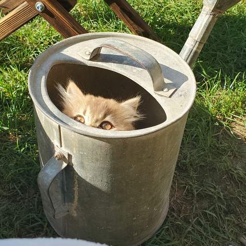 Photo #11617081