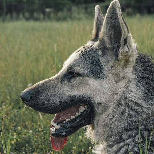 Photo #11617302