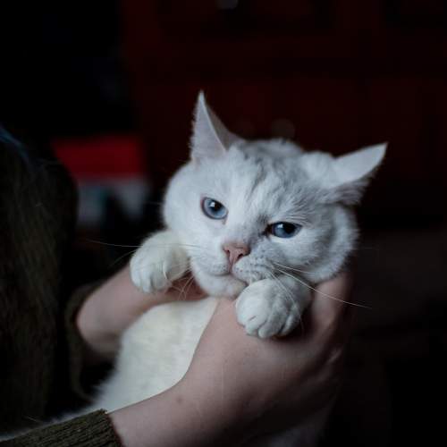 Photo #11618474