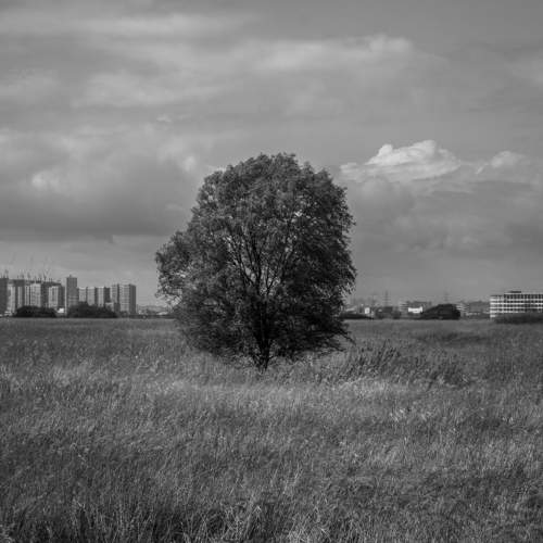 I am a tree alone
