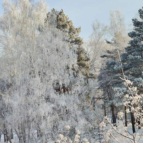 Photo #11619481